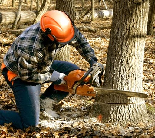 Tree Removal in Logan, UT